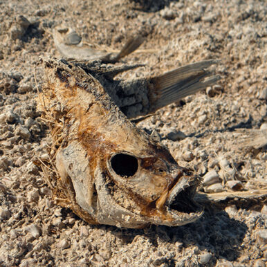 Spreker - Transities - toekomst - Speakers for the World